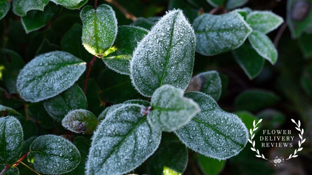 Dusty Miller
