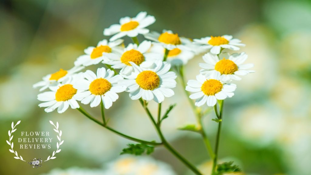 Feverfew