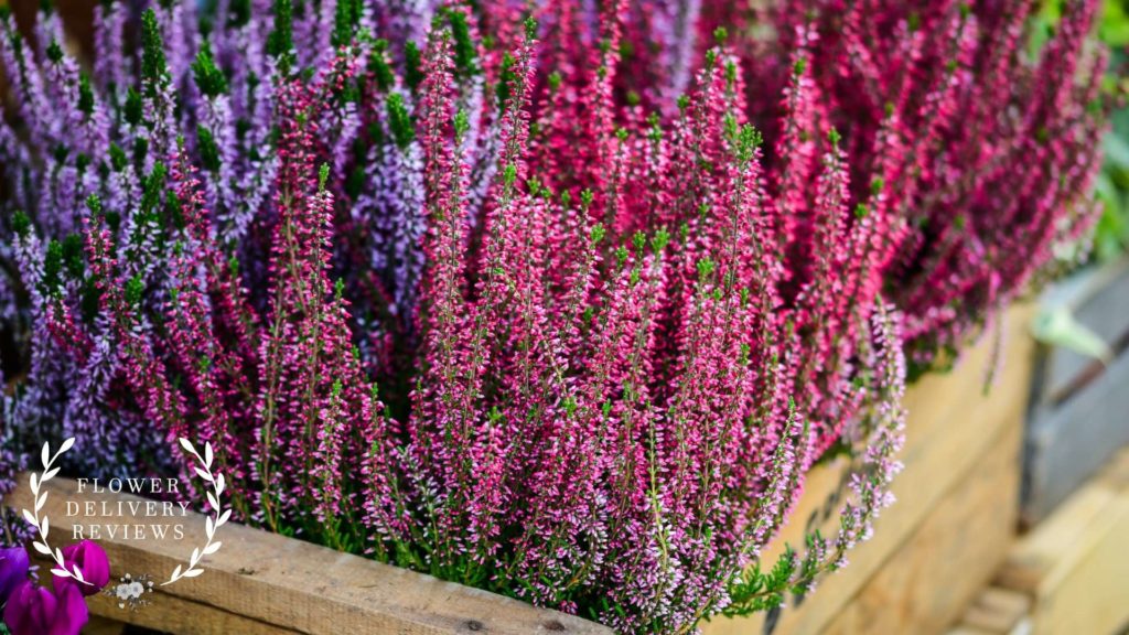Heather