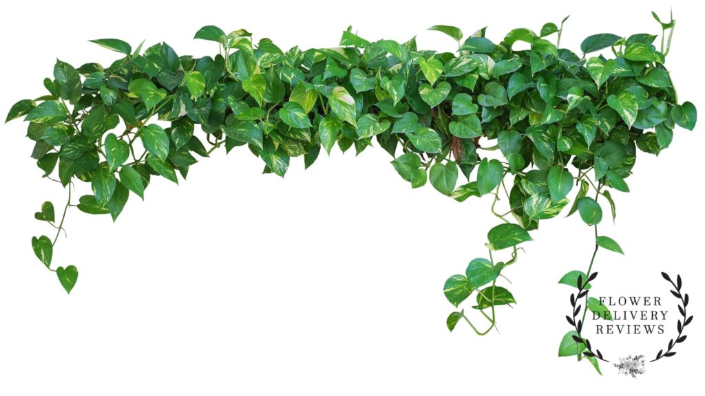 Ivy