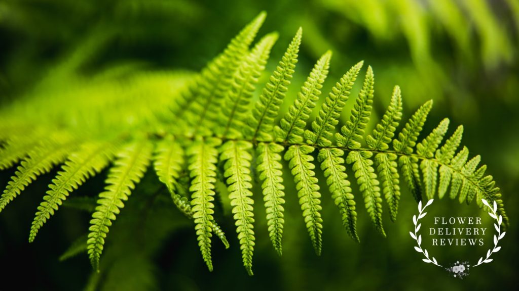 Leatherleaf Fern