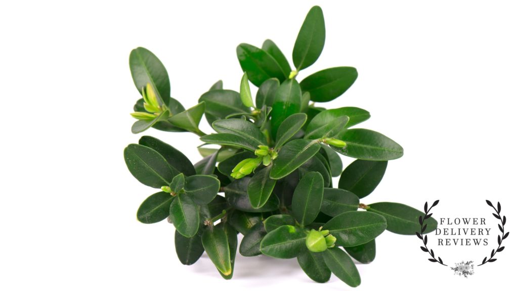 Myrtle