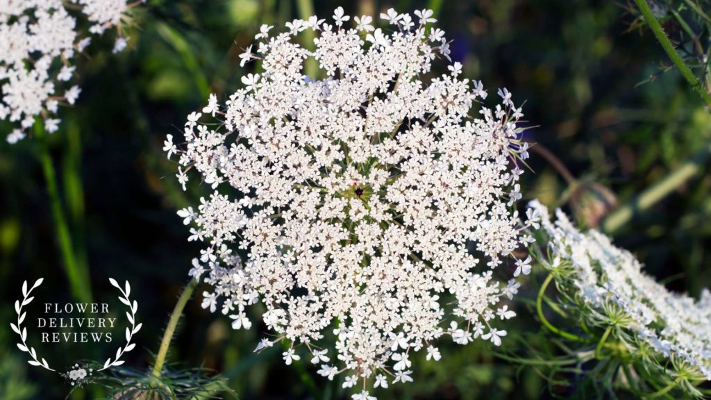 Queen Anne’s Lace