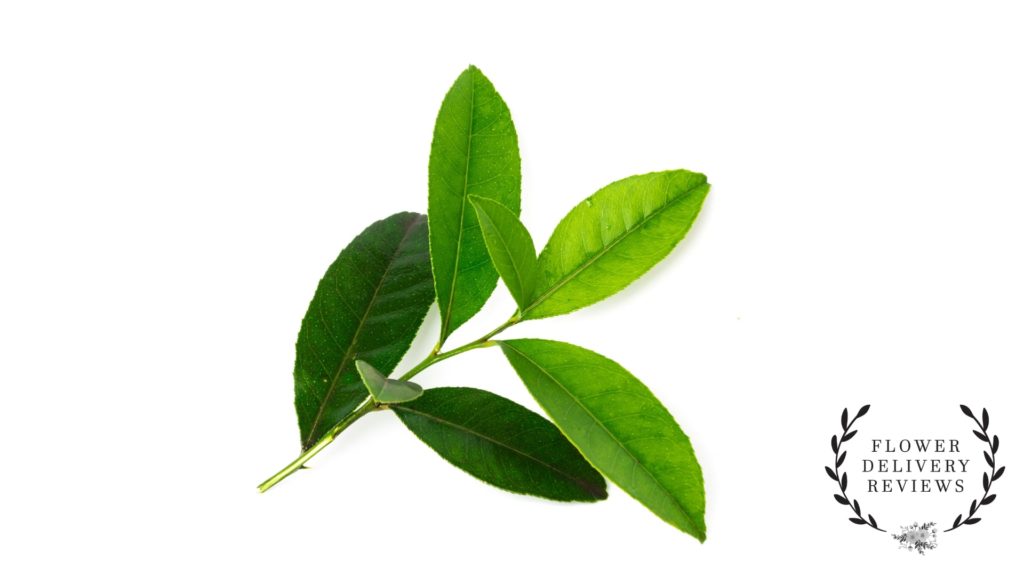 Salal Lemon Leaf