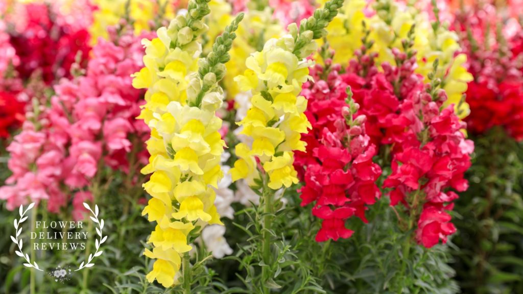 Snapdragons