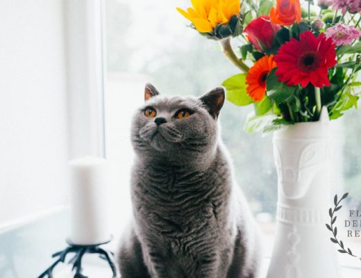 Pet-Safe Petals 15 Flowers Every Pet Parent Should Know