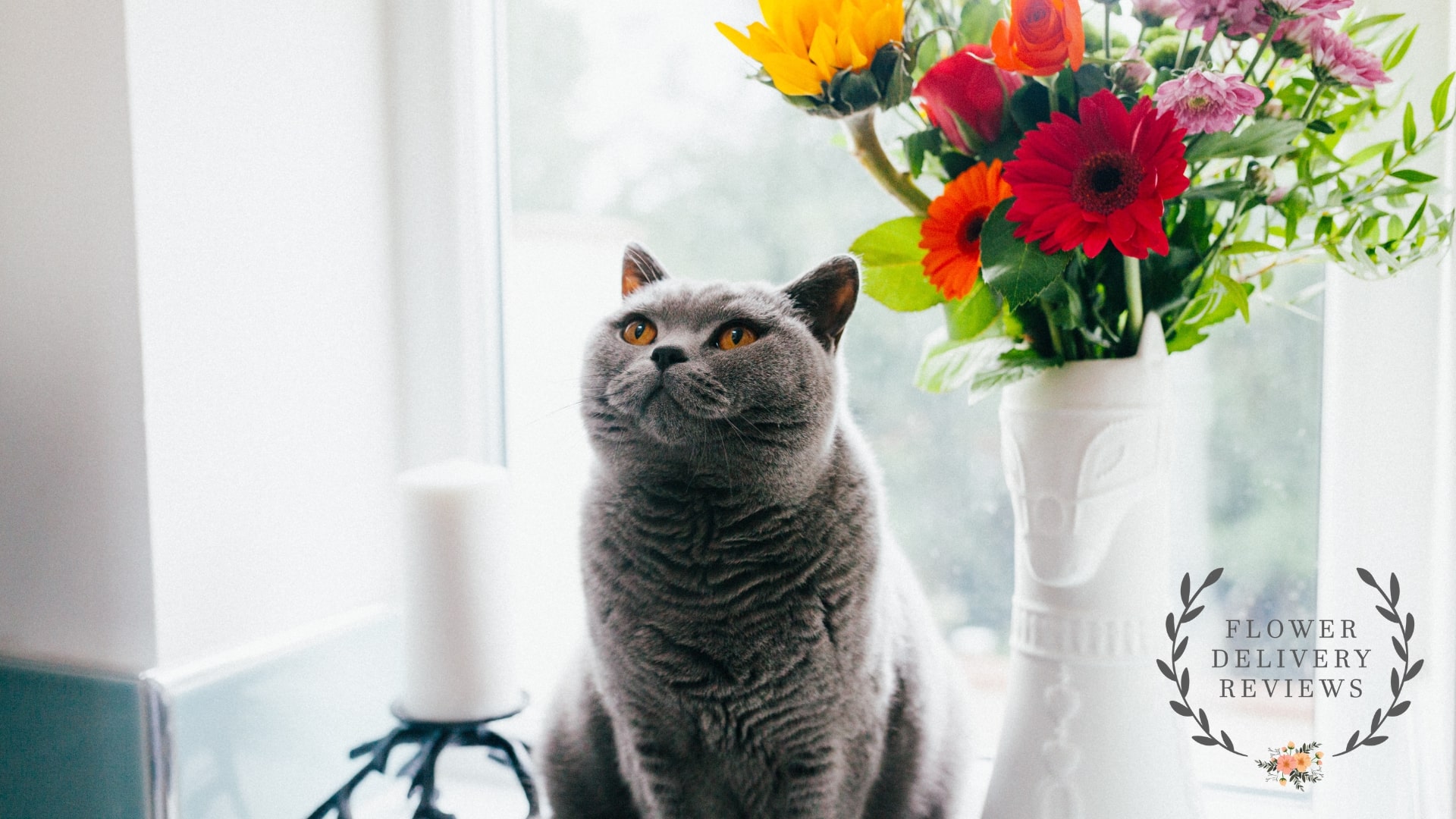 Pet-Safe Petals 15 Flowers Every Pet Parent Should Know