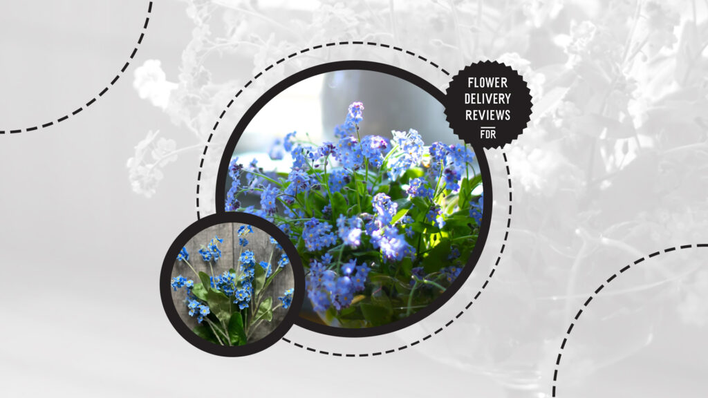 forget-me-not